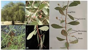 Image result for Gymnosporia senegalensis
