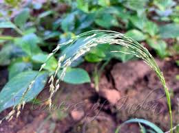 Image result for Eragrostis pilosa