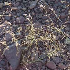 Image result for Eragrostis rotifer