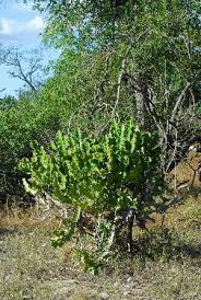 Image result for Euphorbia mossambicensis