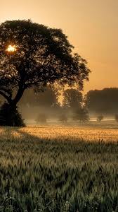 Sunset Tree Field 4k Nature Sunset Wallpaper Hd 640x1138 Download Hd Wallpaper Wallpapertip The great collection of nature sunset wallpaper hd for desktop, laptop and mobiles. sunset tree field 4k nature sunset