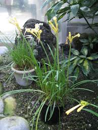 Image result for Cyrtanthus mackenii