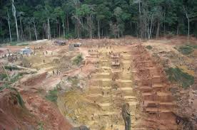 Image result for Sterculia subviolacea