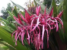 Image result for Crinum aurantiacum