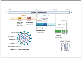 Function i catalytic activity i. Pathogens Free Full Text The Human Coronavirus Disease Covid 19 Its Origin Characteristics And Insights Into Potential Drugs And Its Mechanisms Html