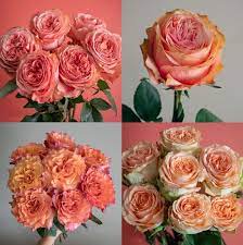 Color matching color schemes color balance color palette orange wedding flowers color themes color palate color swatches color combos. Pantone Color Of The Year Living Coral Inspired Rose Varieties Flowerlink