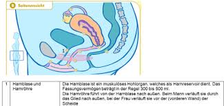 Aufbau und funktion der weiblichen geschlechtsorgane zu den äußeren geschlechtsorganen (äußere genitalien, vulva) gehören scheidenvorhof, schamlippen und klitoris (kitzler). 2