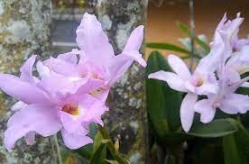 Cool Weather Bloomers This Cattleya Started Blooming With The First Hint Of Cool Weather A Week Or So Ago Beautiful Flowers Garden Cattleya Cattleya Orchid