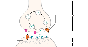 The problem is that this will also cause the spider to regurgitate and that will contaminate and ruin the venom. Neurotransmitter Wikipedia