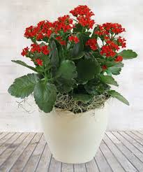 Image result for Kalanchoe