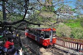 阿里山櫻花季alishan national scenic area all aboard railway world