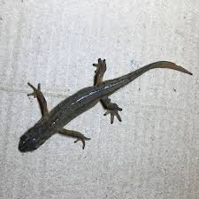 Wir haben sie lizardi genannt weil lizard auf italienisch eidechse heißt.auf dem bild war sie draußen. Was Ist Das Fur Eine Eidechse Aus Meinem Garten Art Eidechsen