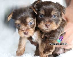 Akc parti yorkies, yorkie puppy, yorkshire terrier puppies. About Chocolate And Parti Colored Coat Yorkshire Terriers Gemstone Yorkies Boutique Exotic Rare Yorkies Merle Yorkies Breeder California Teacup Yorkie Puppies For Sale Colorful Yorkie Puppies Gold Blonde Yorkies Black Chocolate Blue Eyed Merle