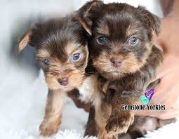 Check spelling or type a new query. About Chocolate And Parti Colored Coat Yorkshire Terriers Gemstone Yorkies Boutique Exotic Rare Yorkies Merle Yorkies Breeder California Teacup Yorkie Puppies For Sale Colorful Yorkie Puppies Gold Blonde Yorkies Black Chocolate Blue Eyed Merle