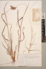 Image result for Dichanthium sericeum