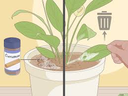 كيفية رعاية نباتات زنابق السلام 15 خطوة صور توضيحية Wikihow