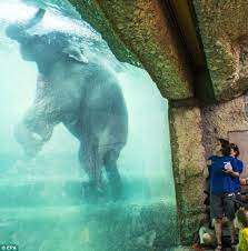an elephant cools off in the water at the newly opened elephant enclosure at zurich zoo in switzerland planet zoo inspiration planet zoo zoo design