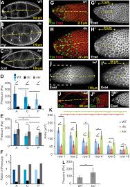 How does the membrane of an animal cell work? Gradient In Cytoplasmic Pressure In Germline Cells Controls Overlying Epithelial Cell Morphogenesis