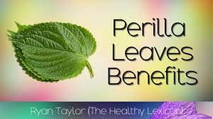 Perilla Leaves Benefits Uses Youtube Leaf Health Perilla Medicinal Plants