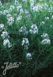 Amsonia can be used as a border plant mixed in with ornamental grasses and other. Jelitto Perennial Seed Amsonia Hubrichtii Seeds