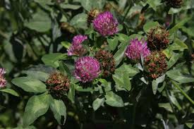 Image result for Trifolium