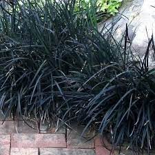 Black Mondo Grass In 2021 Mondo Grass Ornamental Grasses Black Mondo Grass