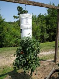 Is a 5 gallon bucket big enough to grow plants in with soil??? Double Bucket Upside Down Tomato 4 Steps With Pictures Instructables