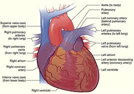 A web of blood vessels—arteries, veins, and capillaries—circulate blood to organs, muscles, bones, and other tissues. How The Heart Works The Community Cardiology Service