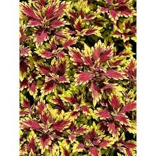 Image result for Coleus shirensis