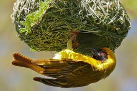 Different Birds With Their Nests Types Of Bird Nests Different Birds Bird Species Birds
