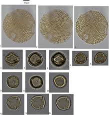 Image result for Salacia kraussii