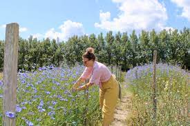 United kingdom's pick your own farms and pyo orchards for fruit, vegetables, pumpkins and more. Pick Your Own Flowers