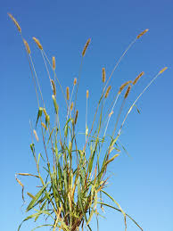 Image result for Setaria pumila