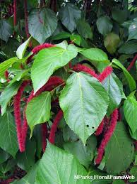 Image result for Acalypha hispida