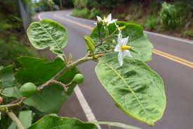 Image result for Solanum torvum