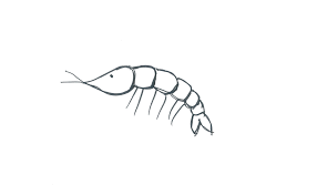 It is a little bit shorter than the body and is narrowest near the face. Draw Me A Shrimp Arc Communications Newsletter Funnote