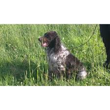 Image result for německý ohař dlouhosrstý