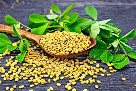 Fenugreek is a plant that is part of the bean family. How To Grow Fenugreek Gardener S Path