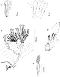 Image result for Exochaenium oliganthum