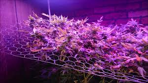 Scrog Update 6 Using King Plus 1000w Led Grow Light Youtube