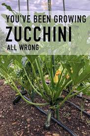 We did not find results for: It S Zucchini Season How You Ve Been Growing Them All Wrong