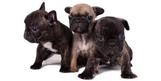 Buy beautiful tonny french bulldog puppies from the lovely frenchies. How Big Do French Bulldogs Get Are There Different Sizes