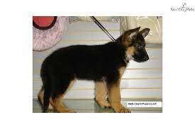 Puppies for sale, find top quality puppies for sale in new york at reasonable price. German Shepherd German Shepherd Puppy For Sale Near New York City New York Dbb838c3 D7b1