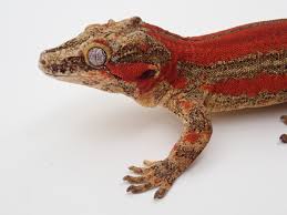 Maybe you would like to learn more about one of these? Breeding Gargoyle Geckos Lick Your Eyeballs