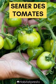 Quand Planter Les Tomates En 2020 De Mars A Mai Quand Planter Les Tomates Semis Tomates Tomates