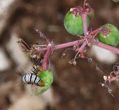 Image result for Cyphostemma omburense