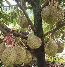 Durian musang king berbuah seawal usia 3 tahun? 12 Cara Budidaya Durian Musang King Dan Cara Merawatnya