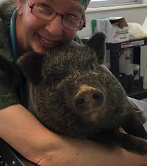 Who has had older pigs spayed? I've heard it's dangerous when they are  older. Just rescued a 7 year old female