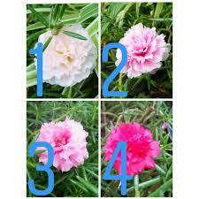Bungatan kabupaten situbondo jawa timur. 15 Jenis Krokot Portulaca Mossrose Shopee Indonesia