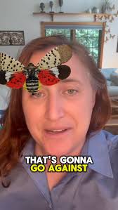 Everything you think you know about spotted lantern flies is wrong!  #spottedlanternfly